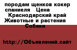 породам щенков кокер спаниеля › Цена ­ 7 000 - Краснодарский край Животные и растения » Собаки   